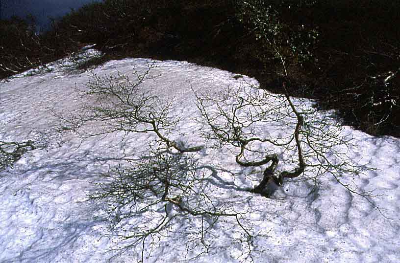 N421 Bertelberg bei Mo i Rana