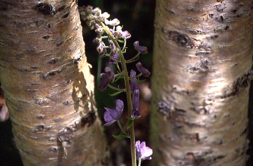 N484 Vegetation im Junkerdalen