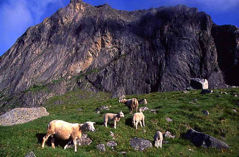 N608 Lofoten Eggum