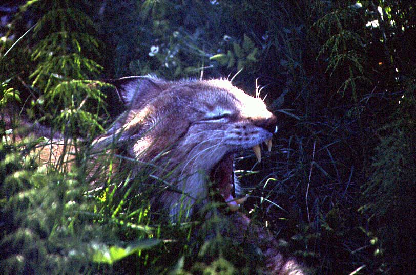N753 Luchs