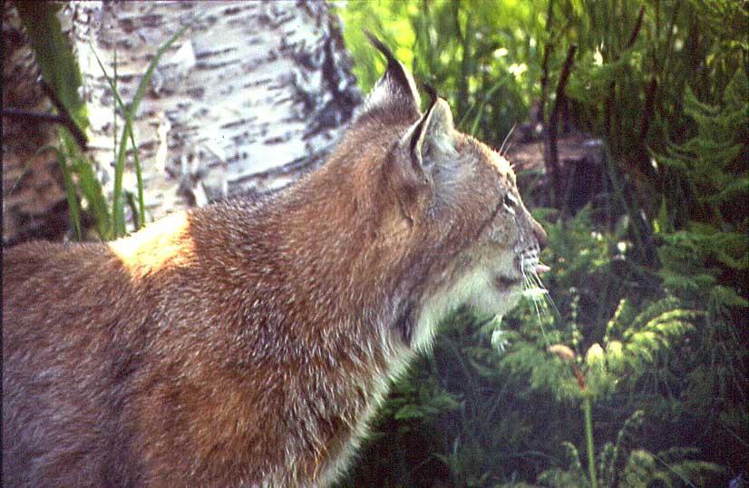 N756 Luchs