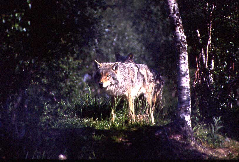 N757 Wolf