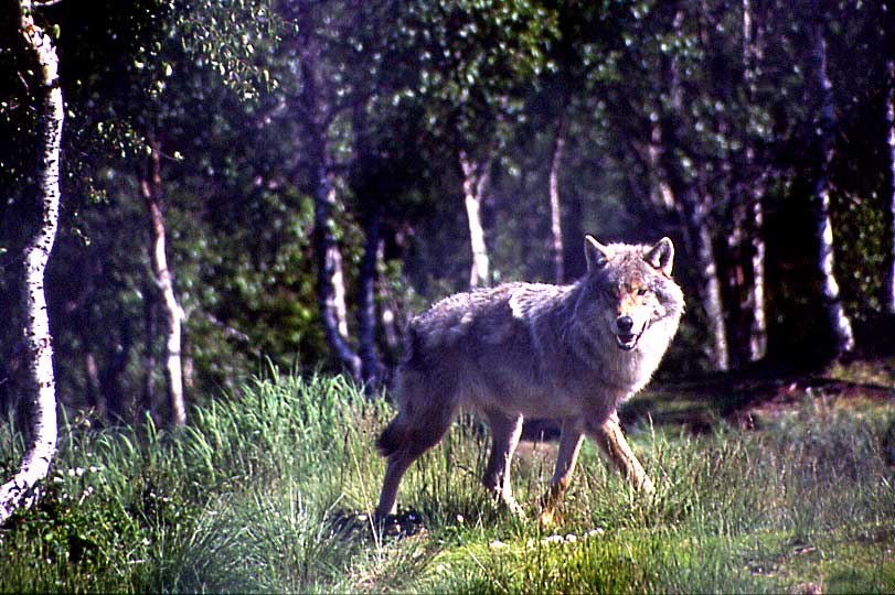 N759 Wolf