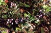 N469  Vegetation n�rdl. des Polarkreies