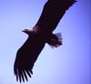 N723 Seeadler