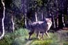 N759 Wolf